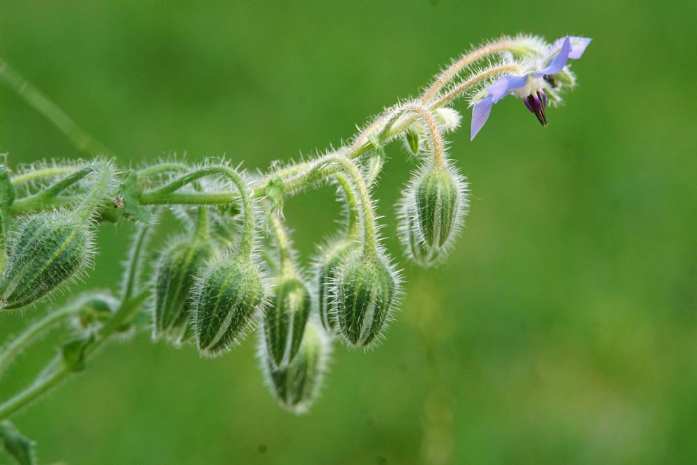 Bernagie met harige knoppen en een blauwe stervormige bloem